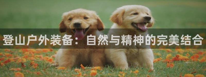 新宝gg代理注册